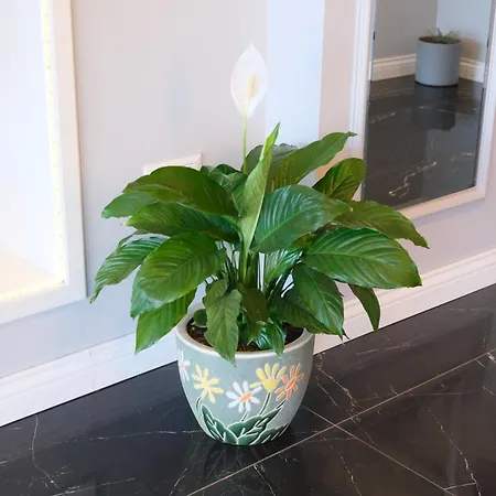 Apartmanhotel Sahin Tepesi Trabzon